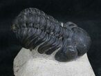 Phacops Trilobite From Morocco #8031-2